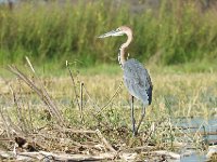 DSC0853  Héron goliath - Ardea goliath