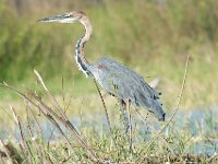 DSC0859  Héron goliath - Ardea goliath
