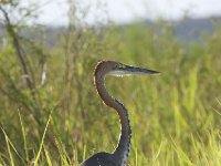 DSC0914  Héron goliath - Ardea goliath