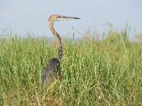 DSC0918  Héron goliath - Ardea goliath