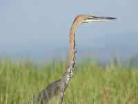 DSC0923  Héron goliath - Ardea goliath