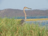 DSC0926  Héron goliath - Ardea goliath