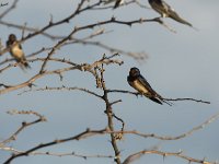 DSC1020  Hirondelle rustique - Hirundo rustica