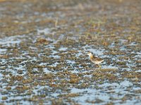 DSC1031  Jacana à poitrine dorée - Actophilornis africanus
