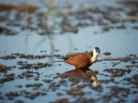 DSC1165  Jacana à poitrine dorée - Actophilornis africanus