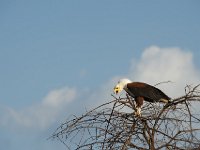 DSC1061  Pygargue vocifère - Haliaeetus vocifer