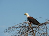 DSC1072  Pygargue vocifère - Haliaeetus vocifer