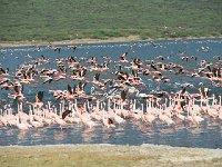 DSC1975  Flamant nain - Phoeniconaias minor