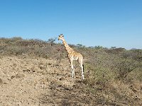 DSC3991  Girafe de Rothschild - Giraffa camelopardalis rothschild