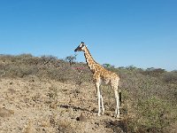DSC3992  Girafe de Rothschild - Giraffa camelopardalis rothschild