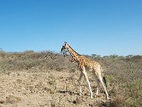 DSC3993  Girafe de Rothschild - Giraffa camelopardalis rothschild
