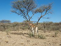 DSC3994  Girafe de Rothschild - Giraffa camelopardalis rothschild