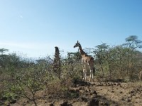 DSC3999  Girafe de Rothschild - Giraffa camelopardalis rothschild