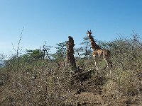 DSC4000  Girafe de Rothschild - Giraffa camelopardalis rothschild