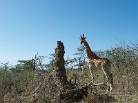 DSC4001  Girafe de Rothschild - Giraffa camelopardalis rothschild