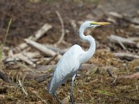 DSC1729  Grande aigrette - Ardea alba