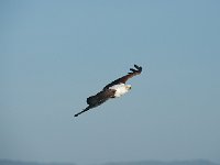 DSC1618  Pygargue vocifère - Haliaeetus vocifer