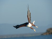 DSC1620  Pygargue vocifère - Haliaeetus vocifer