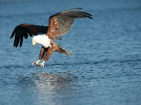 DSC1622  Pygargue vocifère - Haliaeetus vocifer
