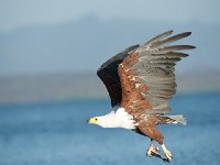 DSC1625  Pygargue vocifère - Haliaeetus vocifer