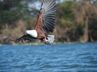 DSC1656  Pygargue vocifère - Haliaeetus vocifer
