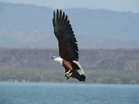 DSC1782  Pygargue vocifère - Haliaeetus vocifer