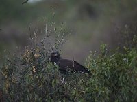 DSC2832  Aigle Huppard - Lophaetus occipitalis