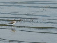 DSC2758  Bécasseau minute - Calidris minuta
