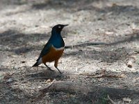 DSC2644  Choucador superbe - Lamprotornis superbus