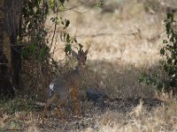 DSC2817  Dik-dik de Kirt - Madoqua kirk