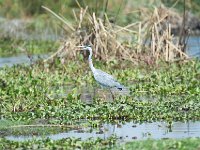 DSC2624  Héron cendré - Ardea cinerea