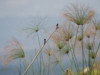 DSC2600  Hirondelle rustique - Hirundo rustica