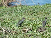 DSC2604  Ibis hagedash - Bostrychia hagedash