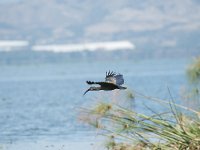 DSC2613  Ibis hagedash - Bostrychia hagedash
