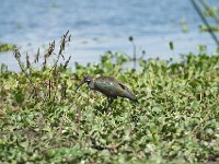 DSC2631  Ibis hagedash - Bostrychia hagedash