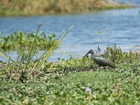 DSC2633  Ibis hagedash - Bostrychia hagedash