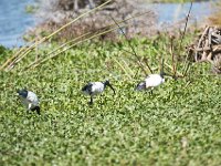 DSC2563  Ibis sacré - Threskiornis aethiopicus