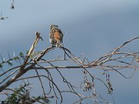 DSC2607  Moineau roux - Passer rufocinctus