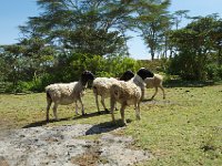 DSC4047  Moutons