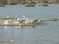 DSC2738  Pélican blanc - Pelecanus onocrotalus