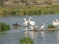 DSC2772  Pélican blanc - Pelecanus onocrotalus