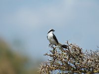 DSC2589  Pie-grièche à dos gris - Lanius excubitoroides