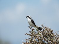 DSC2590  Pie-grièche à dos gris - Lanius excubitoroides