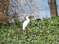 Spatule d'Afrique - Platalea alba