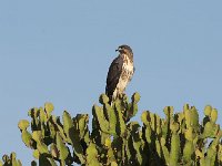 DSC2849  Buse augure - Buteo augur