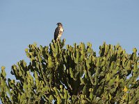 DSC2851  Buse augure - Buteo augur