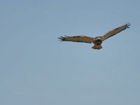 DSC2853-(1)  Buse augure - Buteo augur