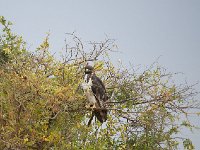 DSC3020  Buse augure - Buteo augur