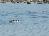 DSC2946  Canard du Cap - Anas capensis