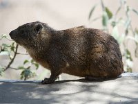 DSC2961  Daman des rochers - Procavia capensis